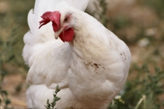 Auftragsfotografie Freilandhaltung Legehuhn