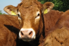 Auftragsfotografie Bullenzucht