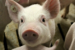 Auftragsfotografie Schweinemast in Pritzwalk