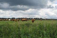 Mutterkuhherde in Linum